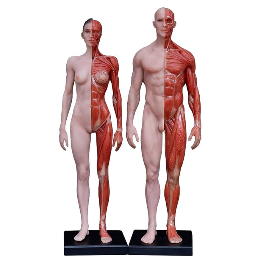 Amazon.co.jp: 人体模型技術-11インチ（30 Cm）人体解剖図-芸術